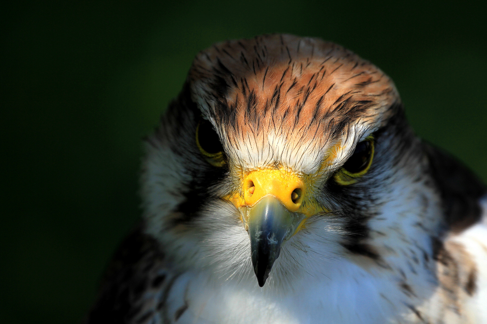 Canon EF 70-300mm F4-5.6L IS USM sample photo. Piercing eyes photography