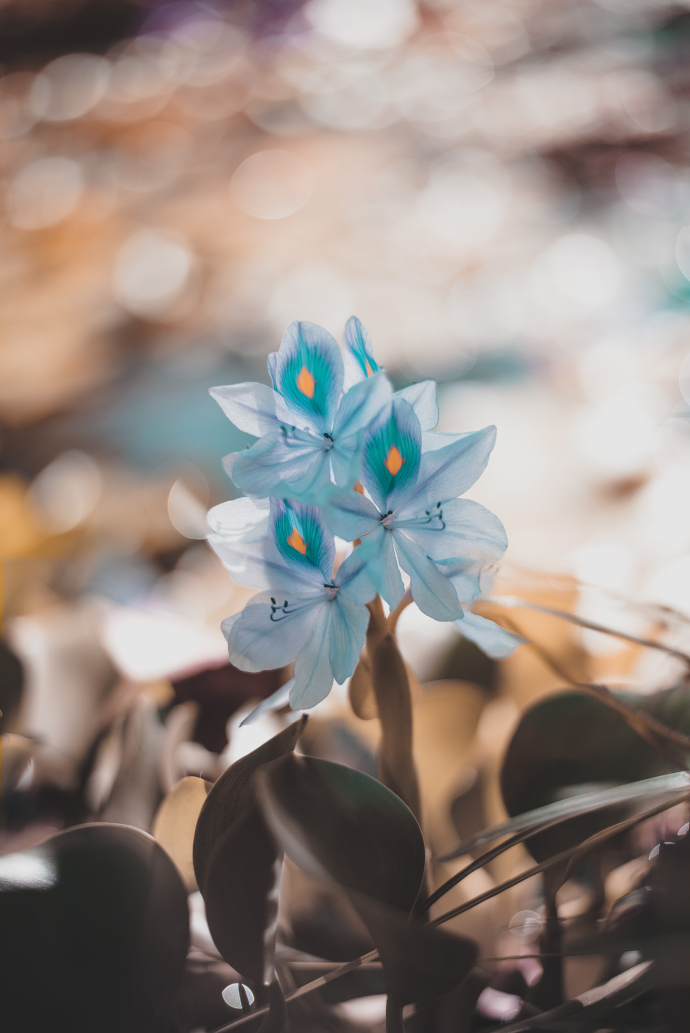 Nikon D810 + Nikon AF-S Nikkor 50mm F1.8G sample photo. Grace. photography