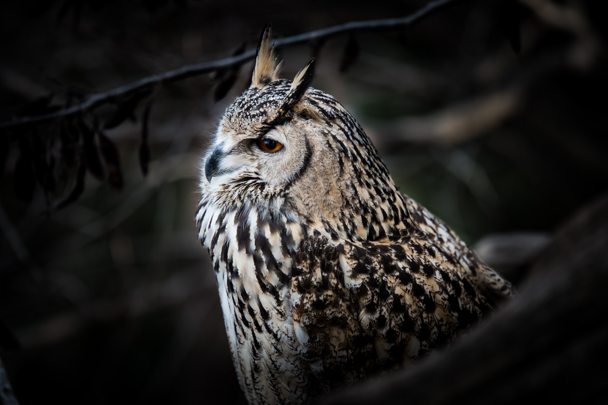 Nikon D500 + Tamron SP 70-200mm F2.8 Di VC USD sample photo. Eagle-owl photography