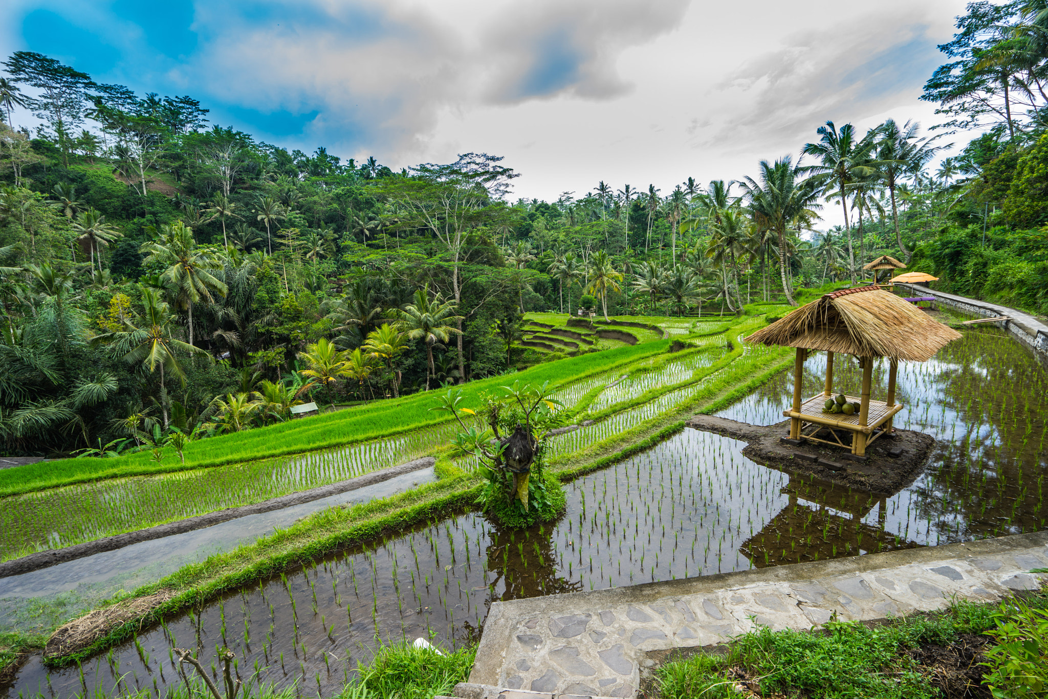 Sony a7R + Sony Vario-Tessar T* FE 16-35mm F4 ZA OSS sample photo. Rice fields in bali photography