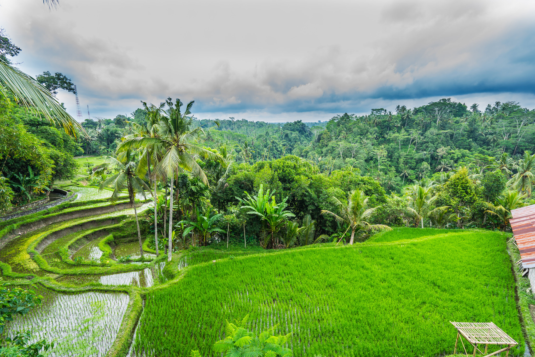 Sony a7R + Sony Vario-Tessar T* FE 16-35mm F4 ZA OSS sample photo. Rice fields in bali photography