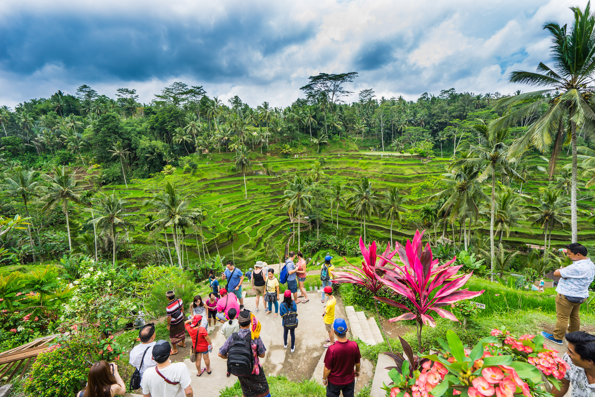 Sony a7R + Sony Vario-Tessar T* FE 16-35mm F4 ZA OSS sample photo. Rice fields in bali photography