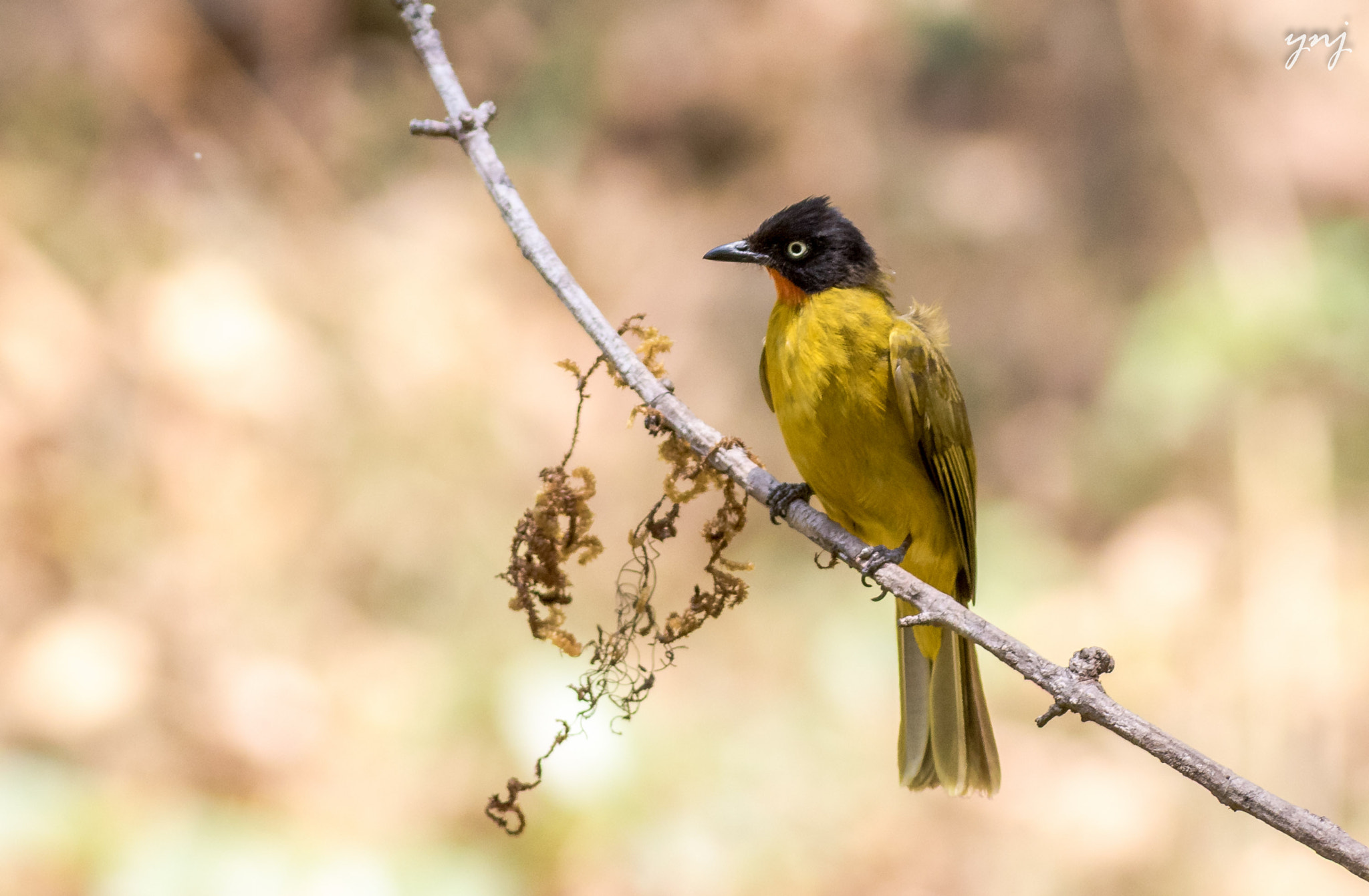 Canon EF 400mm F5.6L USM sample photo. Flame-throated bulbul photography