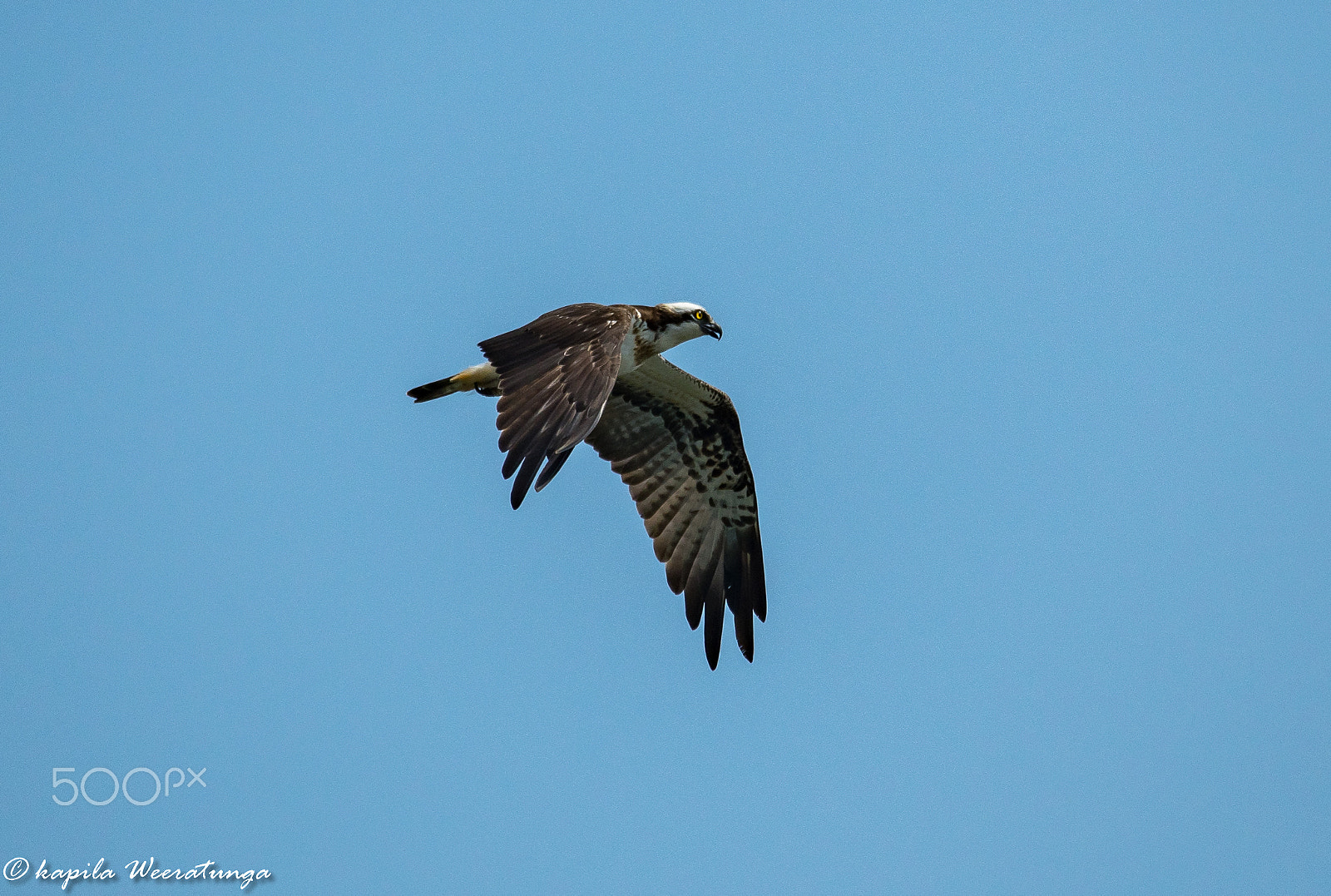 Nikon D500 sample photo. Osprey photography