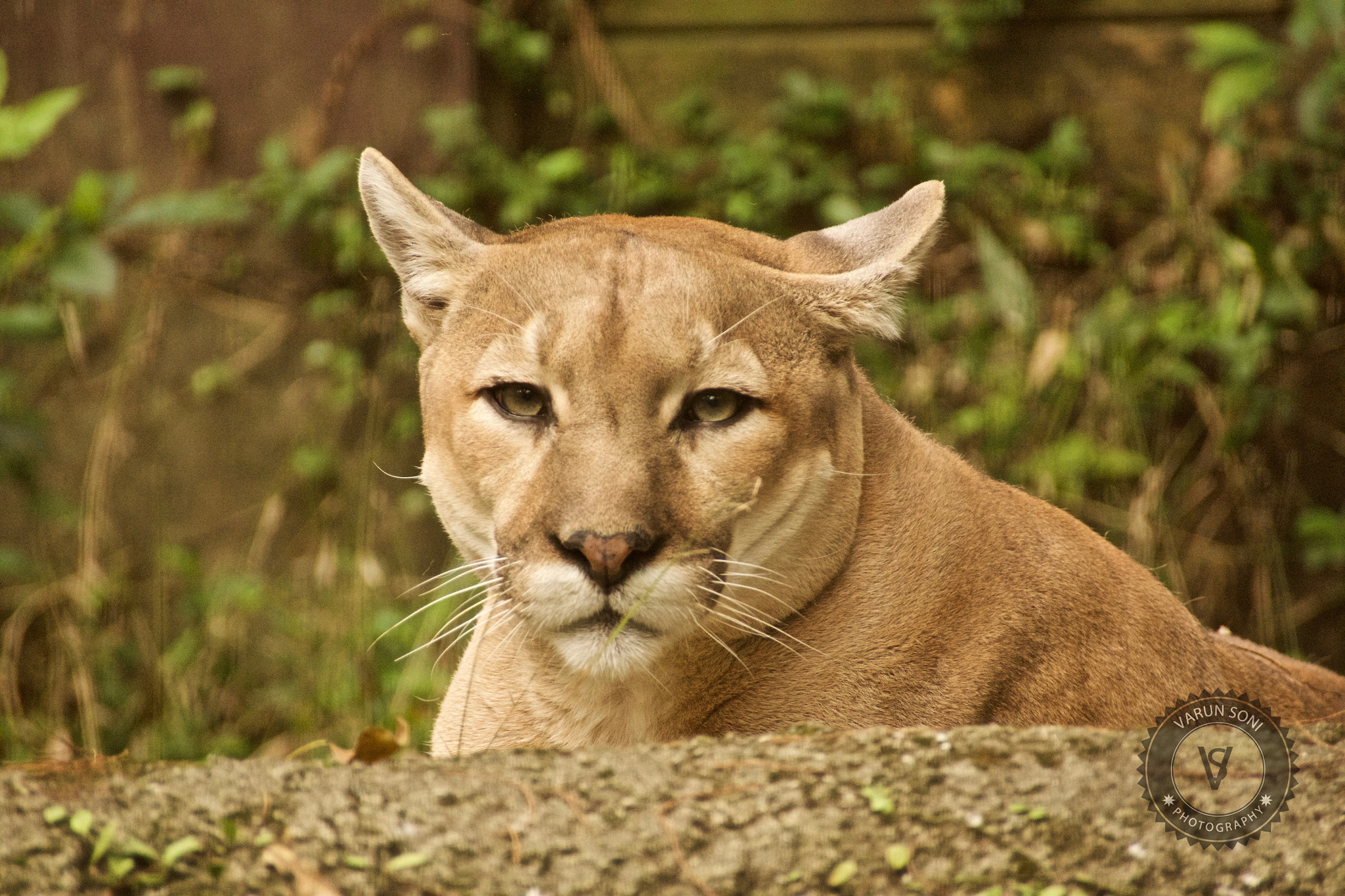 Sony SLT-A65 (SLT-A65V) sample photo. Mountain lion photography