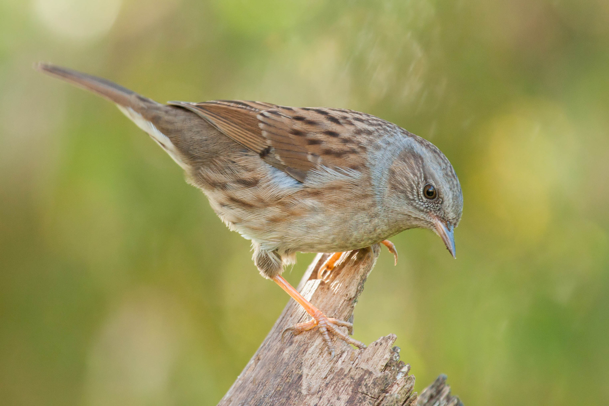 Canon EF 100-400mm F4.5-5.6L IS USM sample photo. Dunnock photography