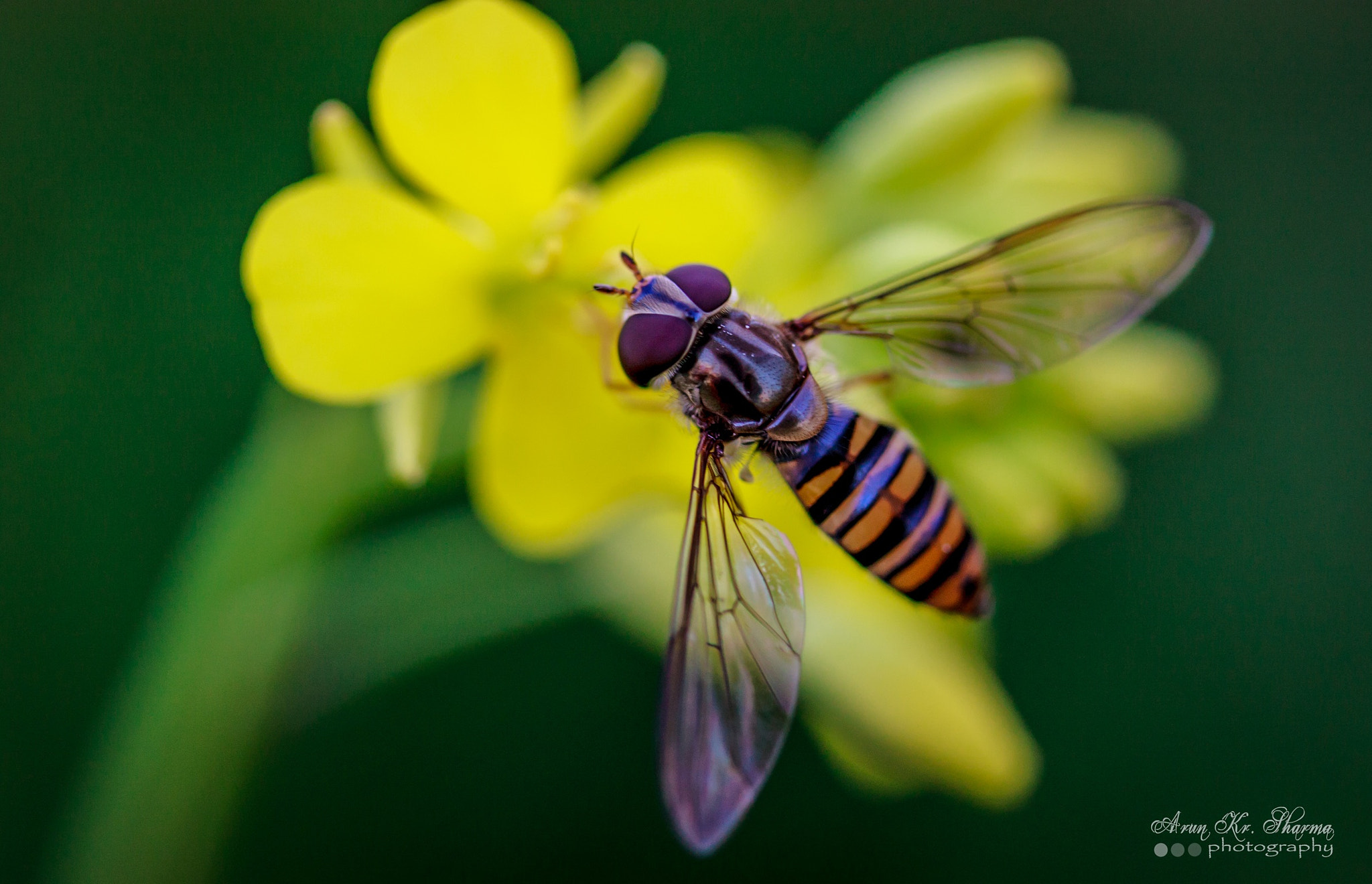 Canon EF-S 60mm F2.8 Macro USM sample photo. Bee in search of honey photography