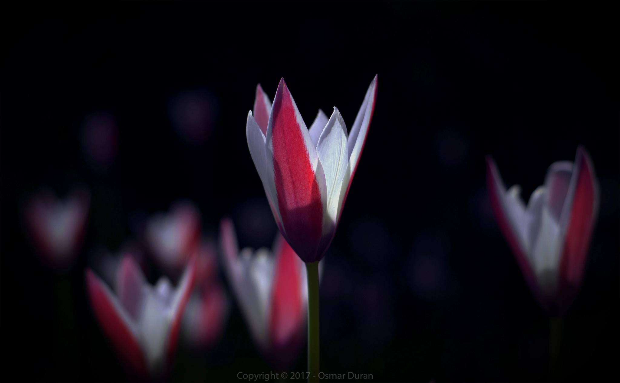 Nikon D200 sample photo. Dark tulip photography