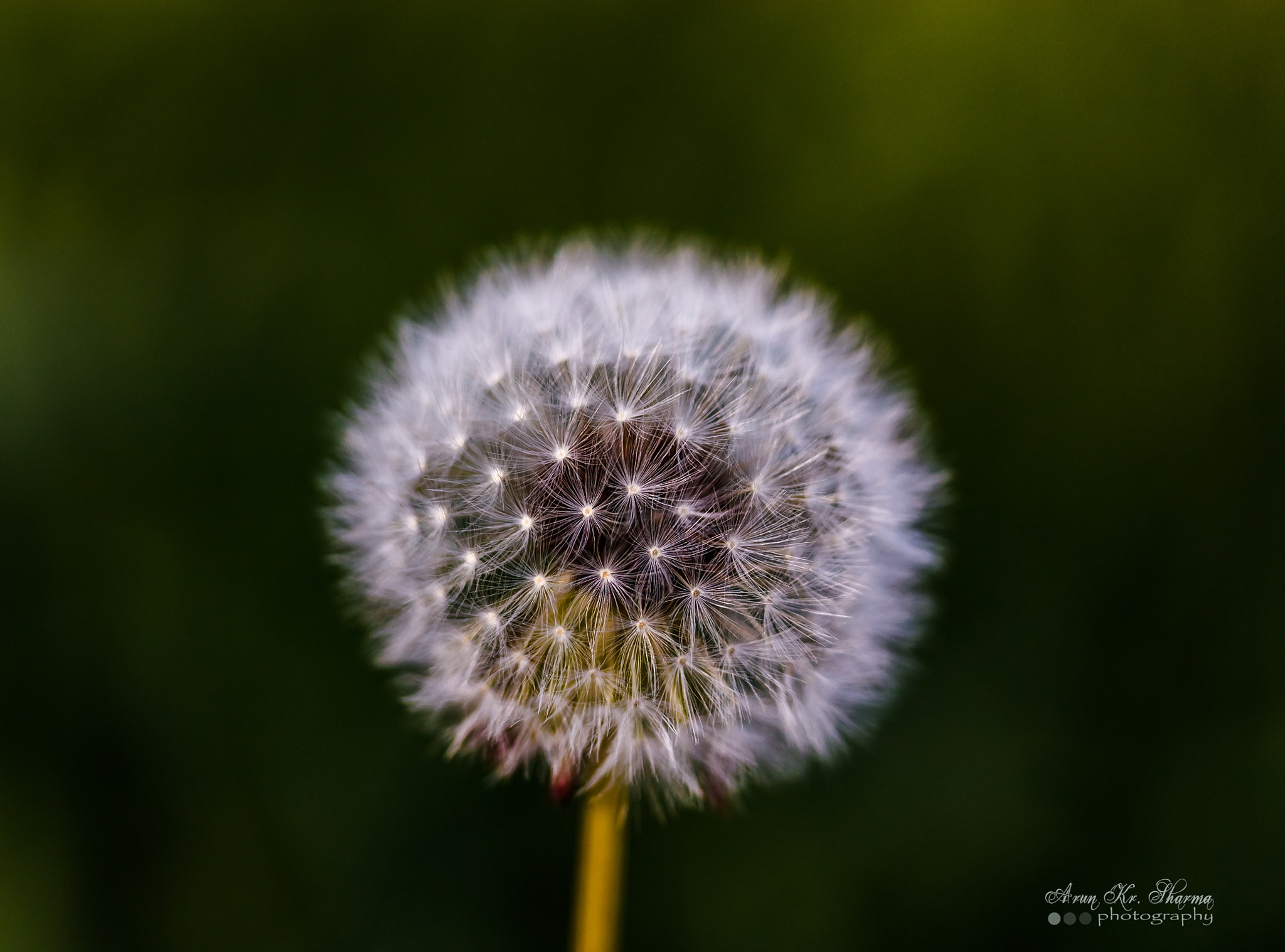 Canon EF-S 60mm F2.8 Macro USM sample photo. The white dandelion photography