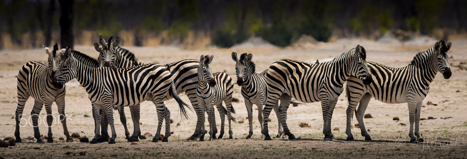 Nikon D810 + Nikon AF-S Nikkor 300mm F2.8G ED-IF VR sample photo. Zepras hawnge zimbabwe photography