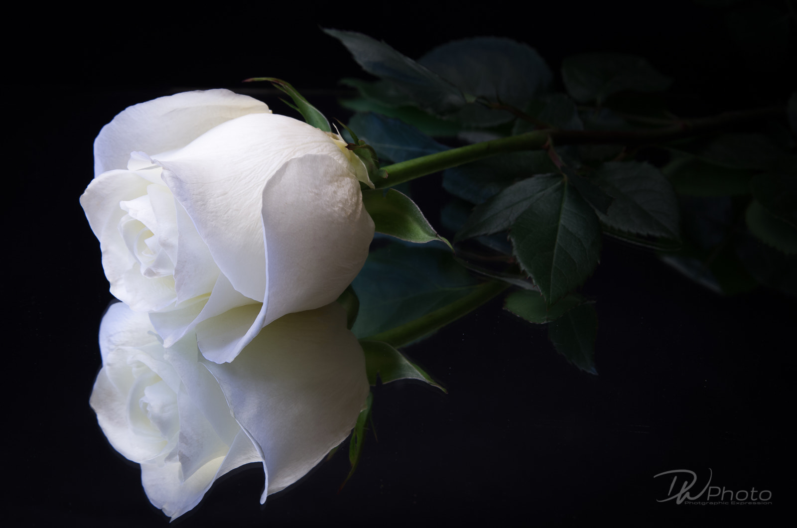 Pentax K-5 IIs sample photo. White rose photography