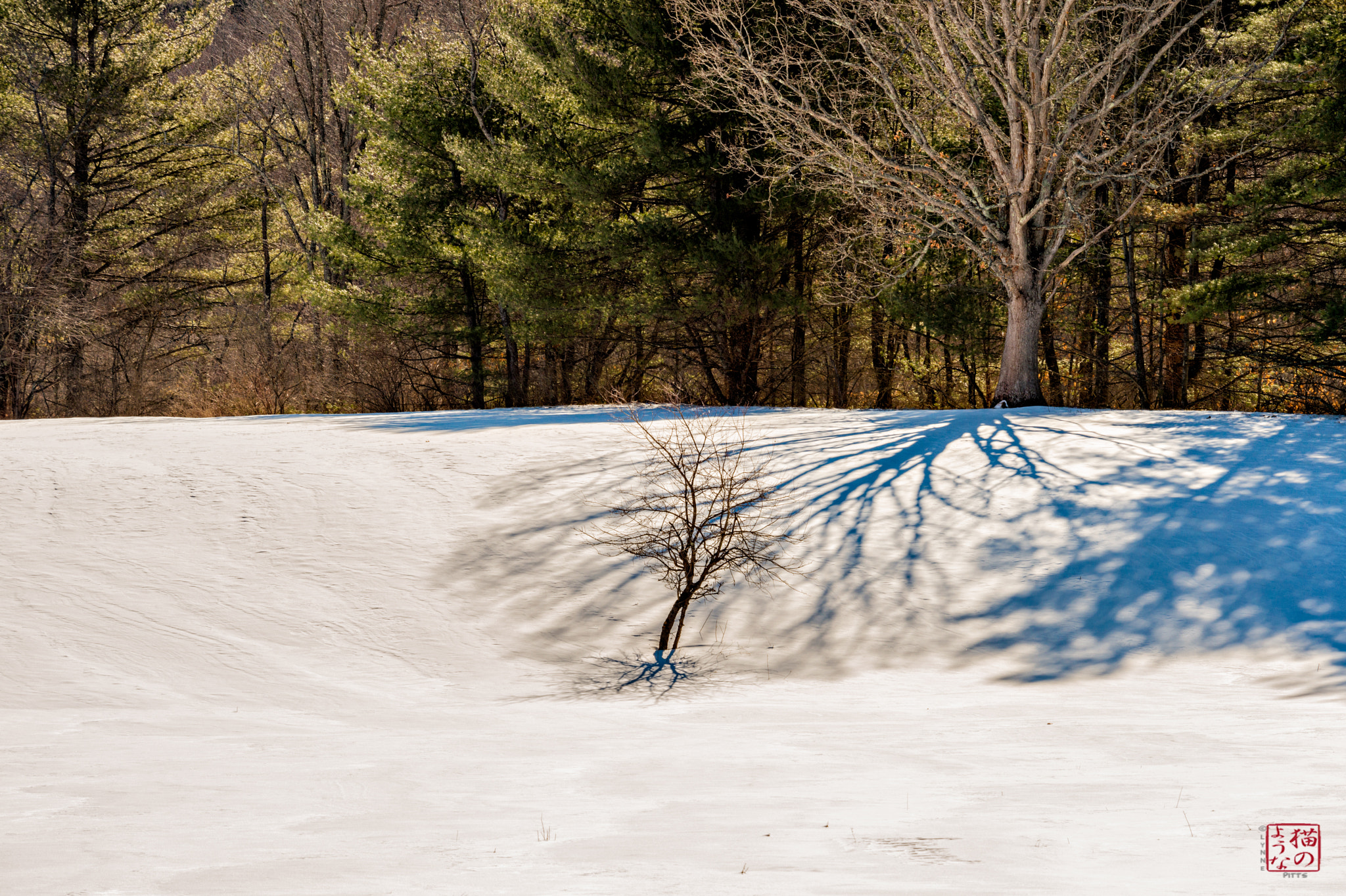 Nikon D800 sample photo. Great aspirations photography