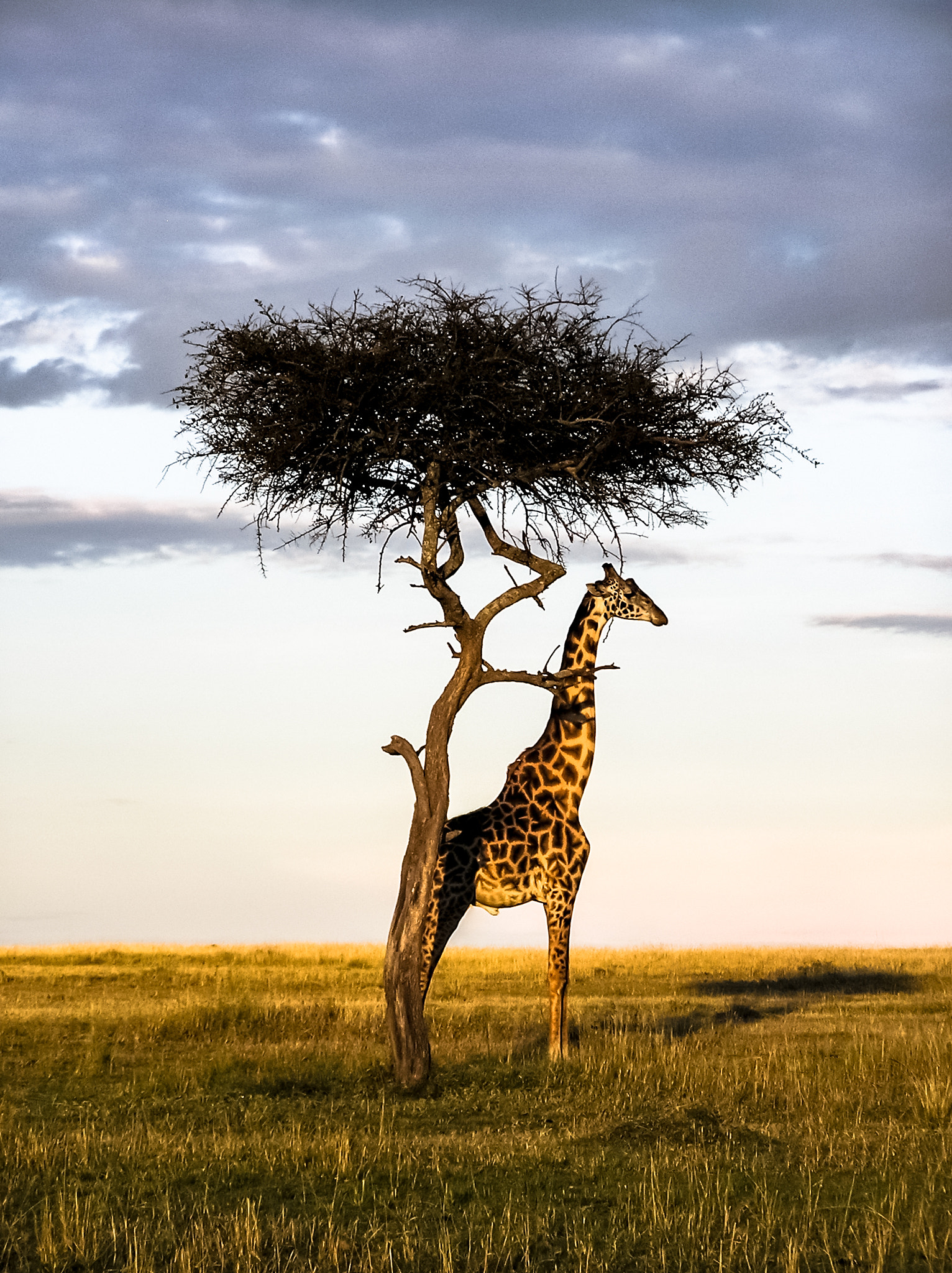 Olympus C750UZ sample photo. Giraffe,tree, masai mara photography