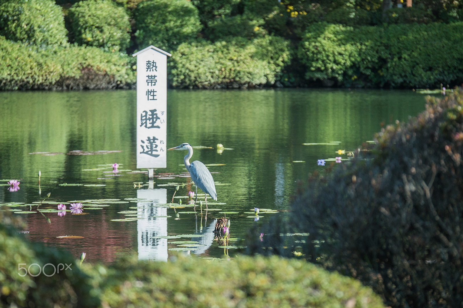 Panasonic Lumix G X Vario 35-100mm F2.8 OIS sample photo. Trip in kyushu photography