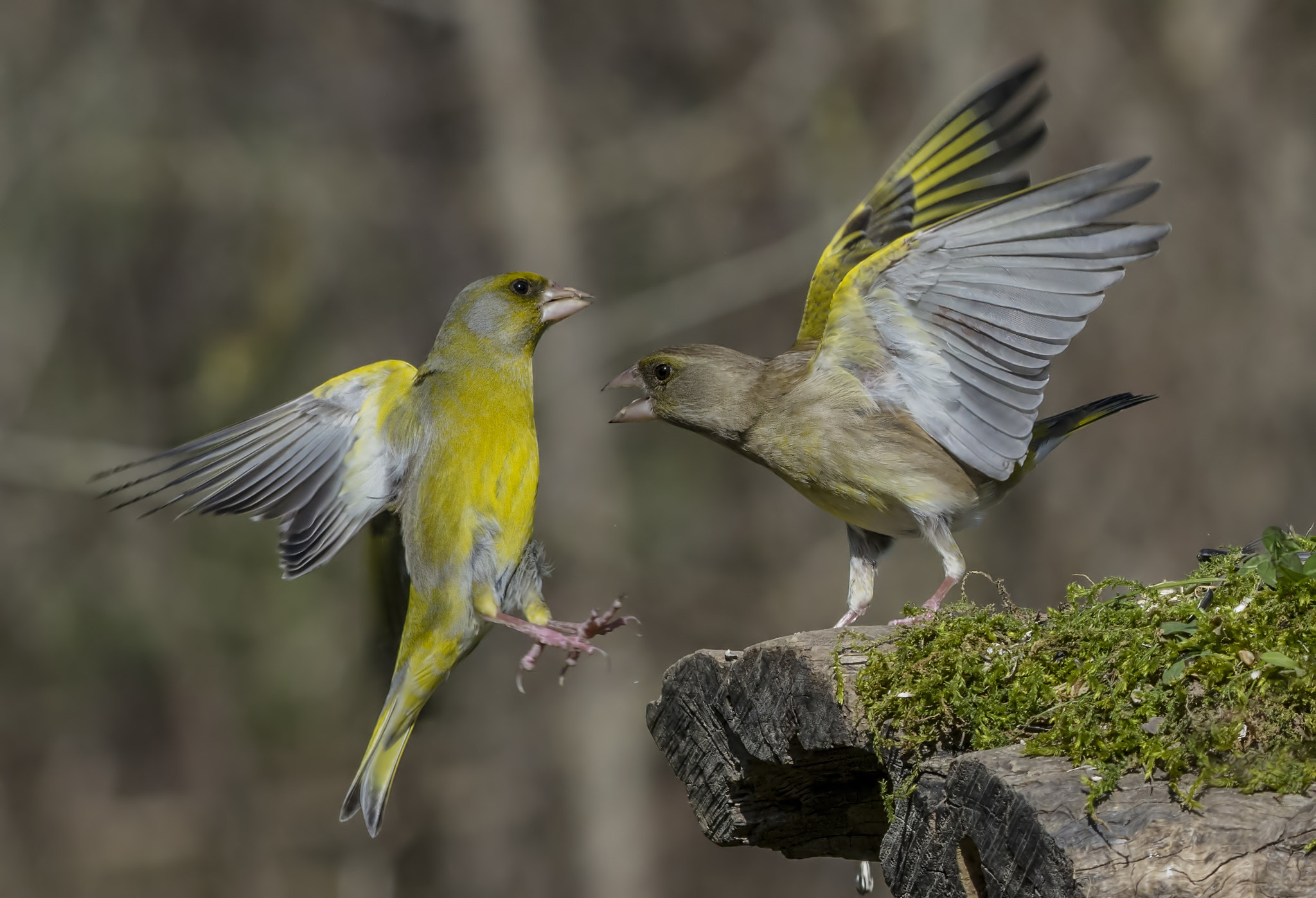 Nikon AF-S Nikkor 200-500mm F5.6E ED VR sample photo. Greenfinch squabble photography