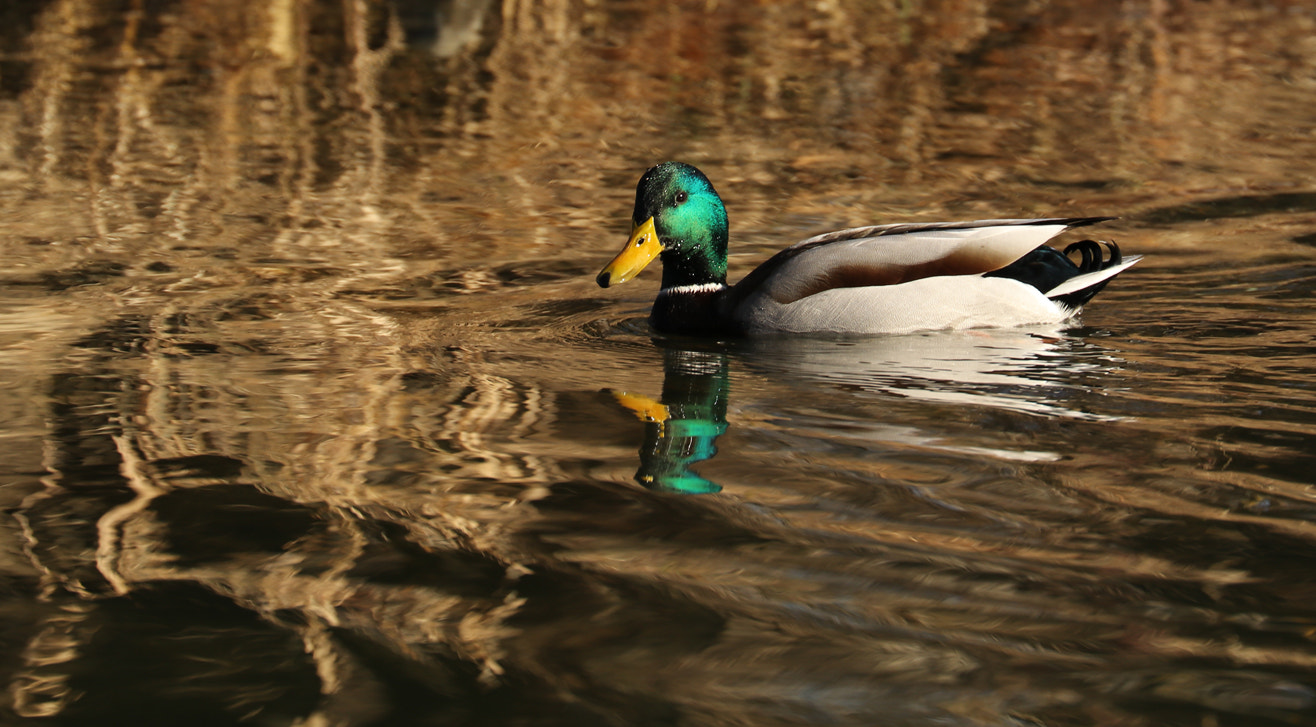 Canon EF 70-300mm F4-5.6L IS USM sample photo. In the winter's gentle light photography