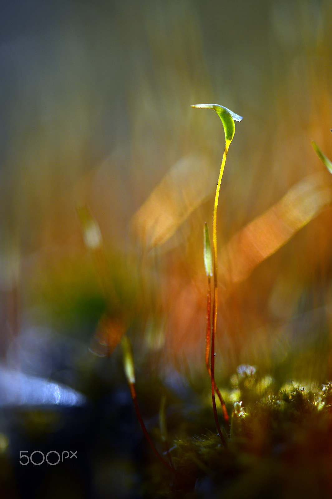 Nikon Df sample photo. Hair moss photography
