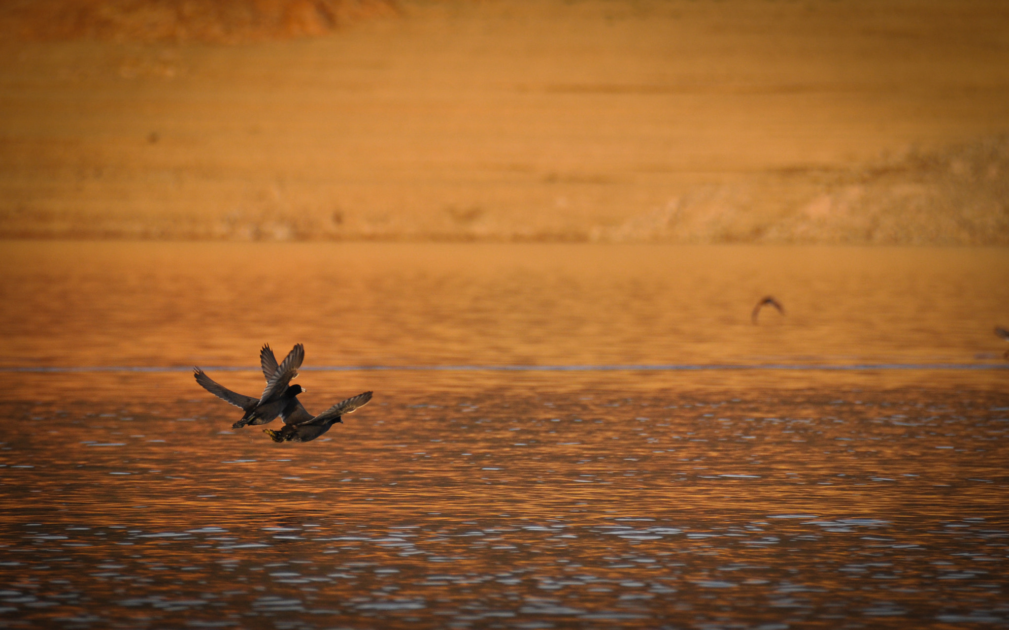 Nikon D5000 sample photo. American coot pair photography