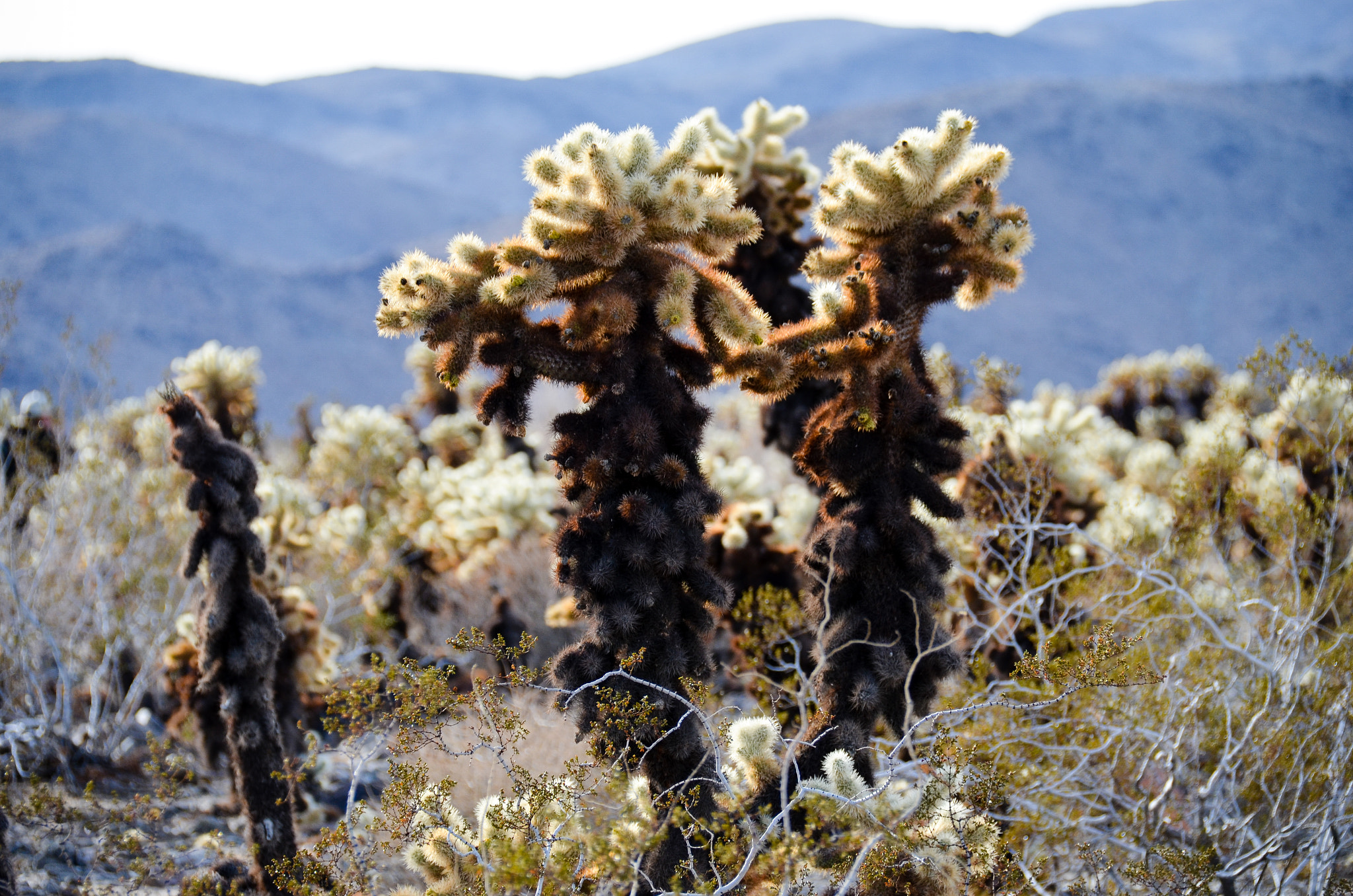 Nikon D5100 sample photo. Cholla cactus garden - joshua tree photography