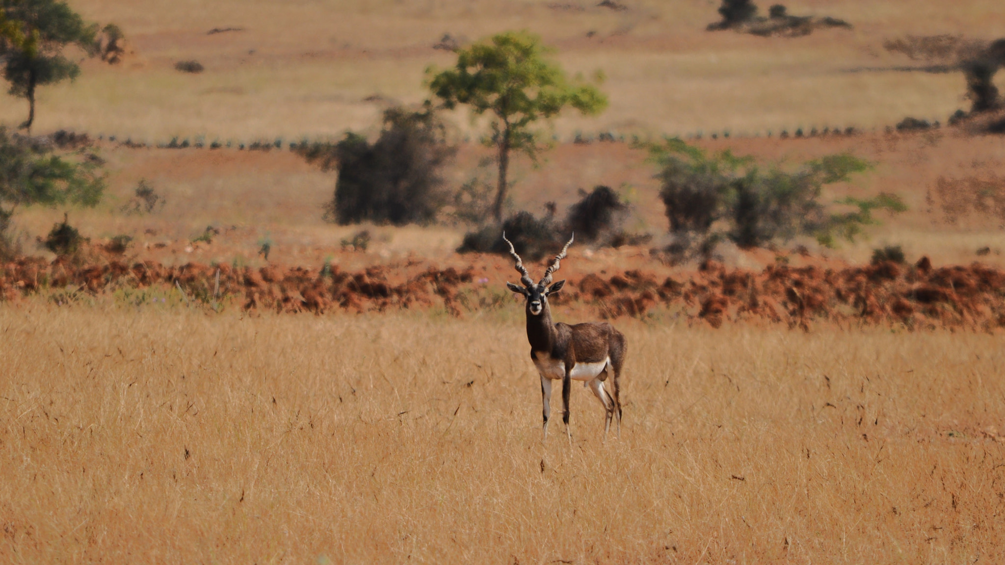 Nikon D5000 sample photo. Endangered black buck india photography
