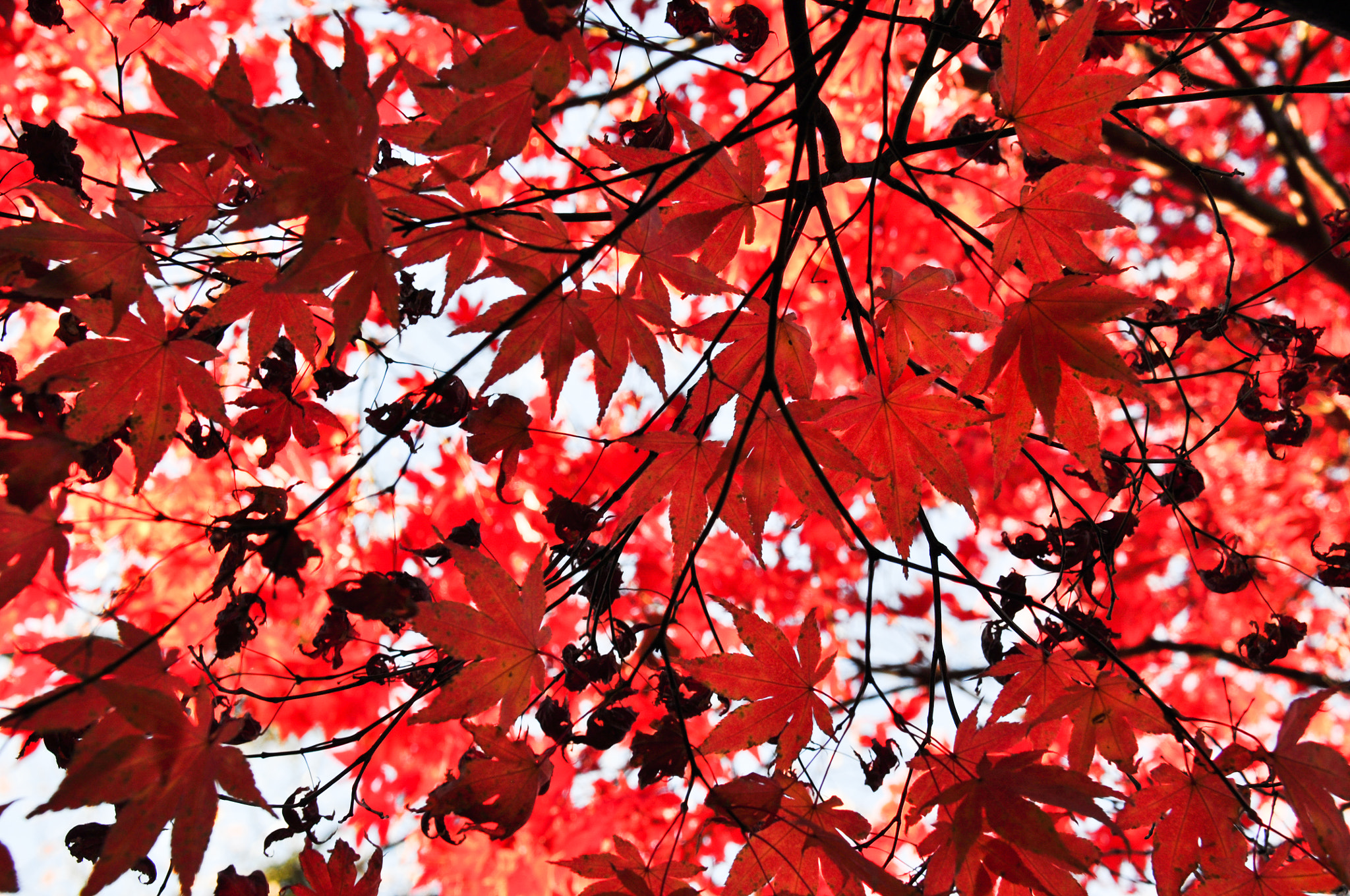 Nikon D5000 sample photo. Fall foliage photography