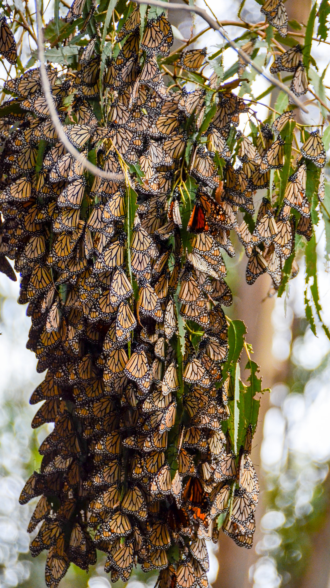 Nikon D5100 sample photo. Monarch butterflies near pismo beach photography