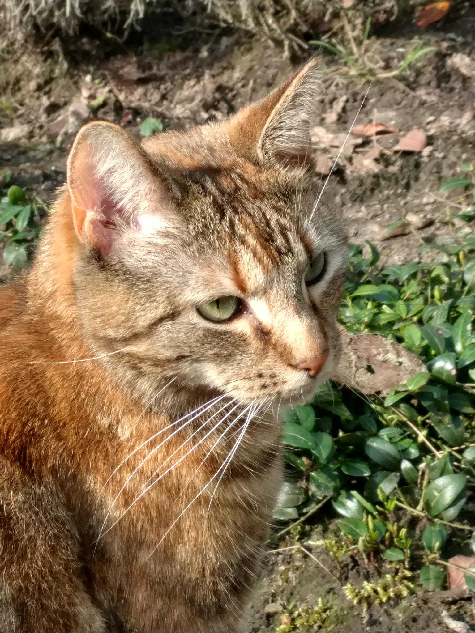 Motorola Moto X Style sample photo. March 18 weekend photography