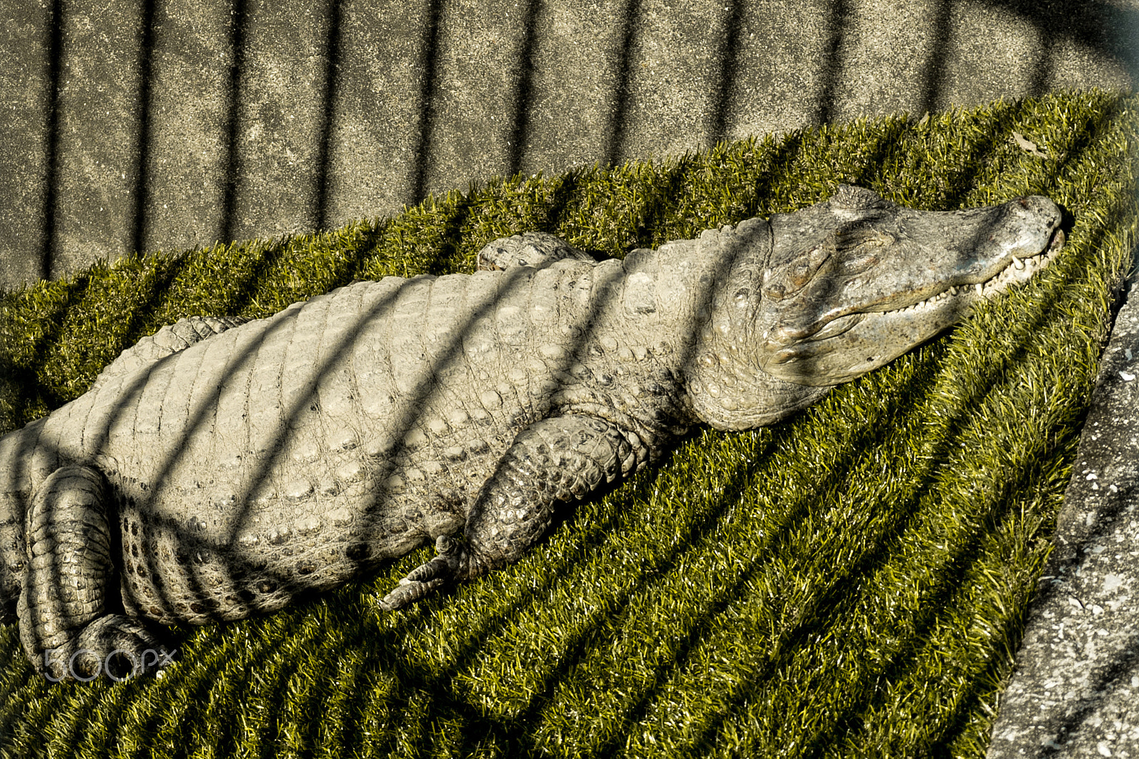 Panasonic Lumix G X Vario 35-100mm F2.8 OIS sample photo. Crocodile photography