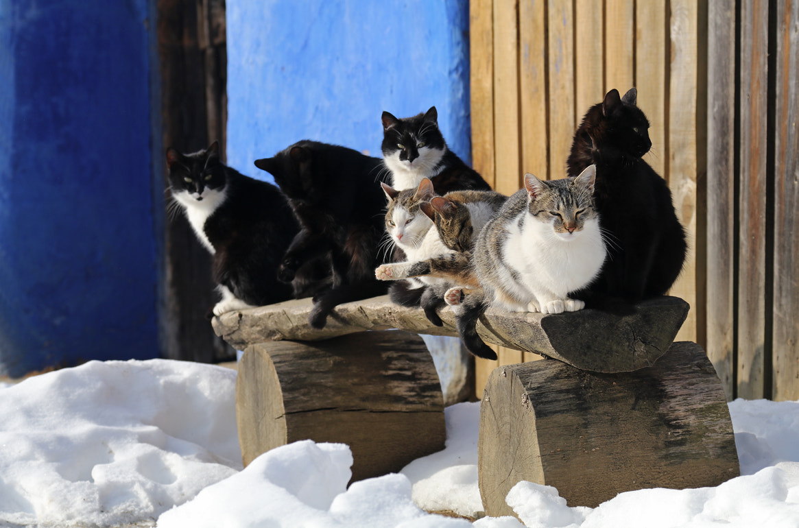 Canon EF 70-300mm F4-5.6L IS USM sample photo. In the same winter photography