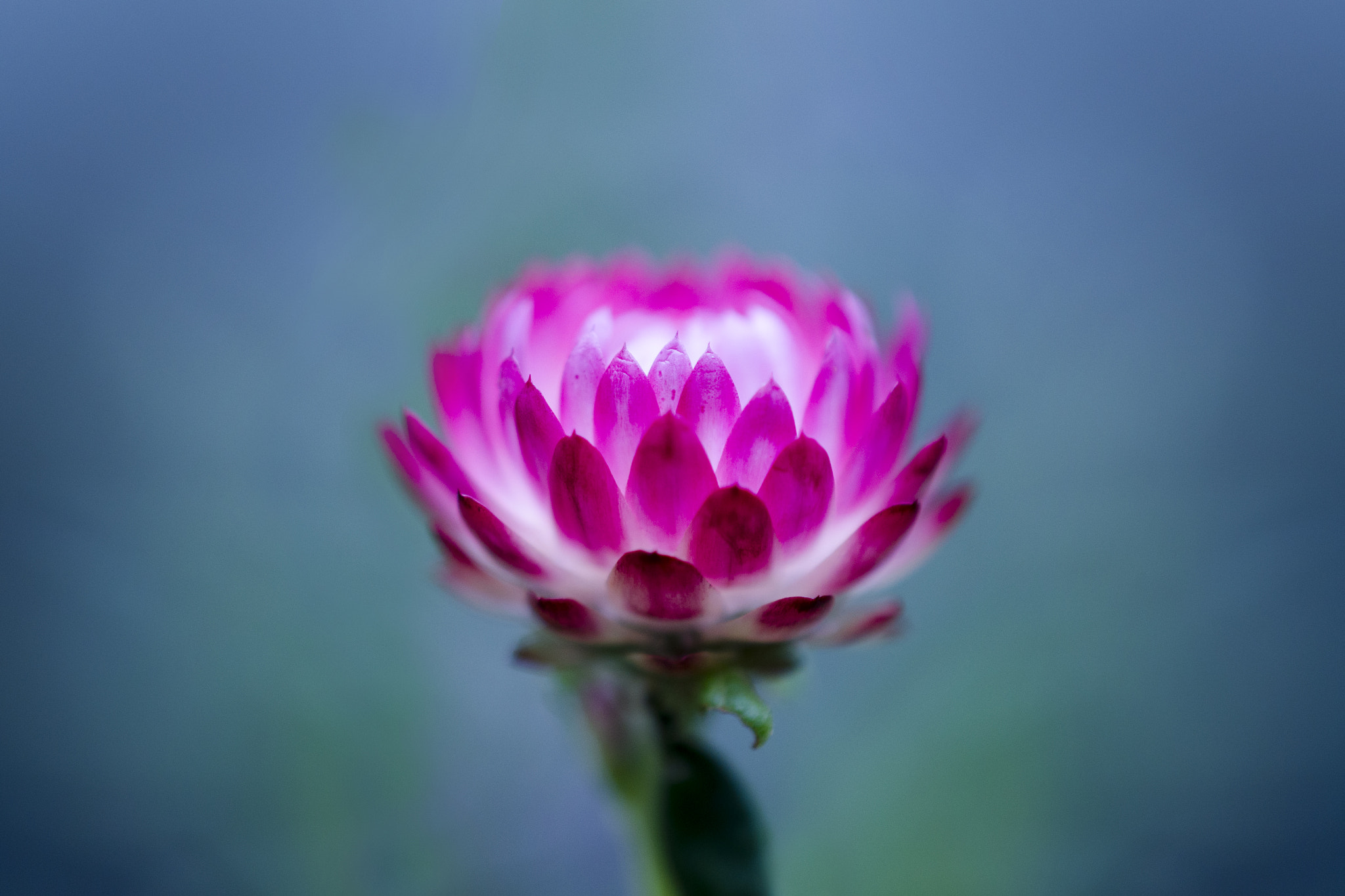 Nikon AF-S DX Micro Nikkor 40mm F2.8 sample photo. Everlasting photography