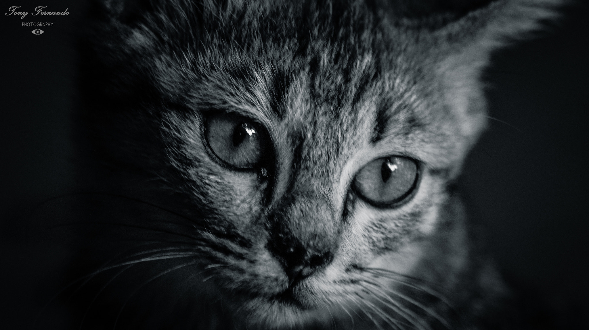 Sony DT 55-200mm F4-5.6 SAM sample photo. Cat portrait.... photography