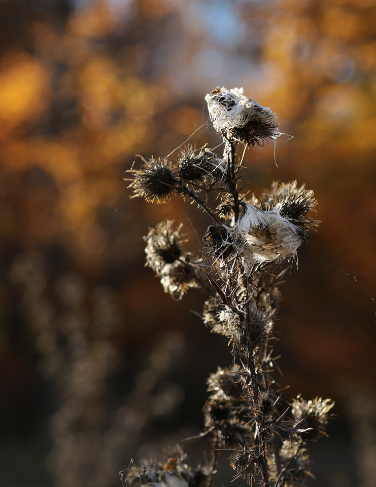 Canon EF 70-300mm F4-5.6L IS USM sample photo. October's photography