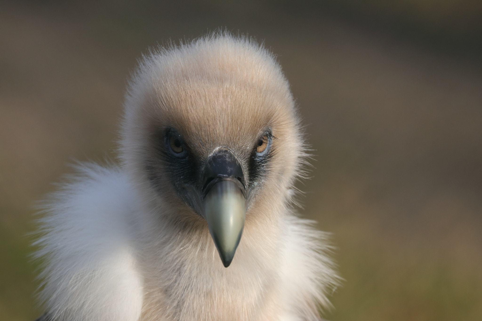 Canon EF 70-300mm F4-5.6L IS USM sample photo. Goose vulture photography
