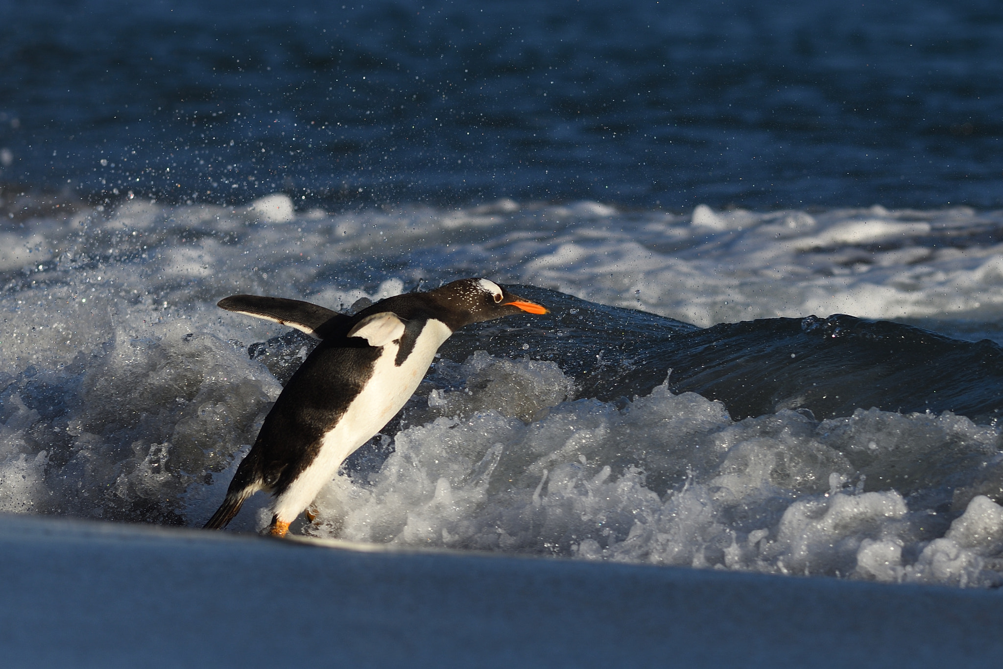 Nikon AF-S Nikkor 300mm F2.8G ED VR II sample photo. Let´s go fishing! photography