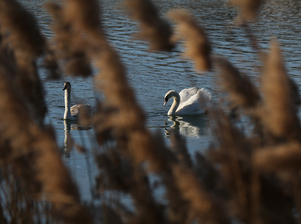 Canon EF 70-300mm F4-5.6L IS USM sample photo. January swans photography