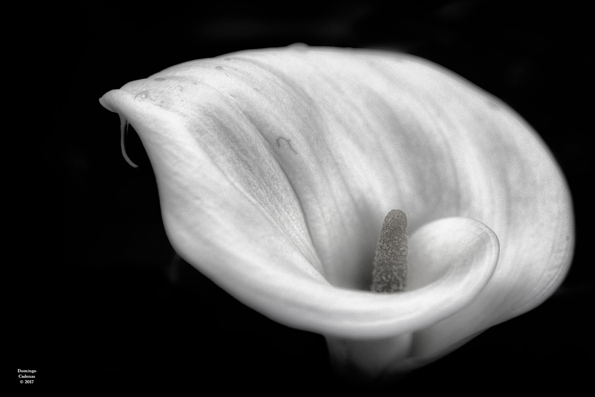 Nikon D7100 + AF Micro-Nikkor 105mm f/2.8 sample photo. Cala photography
