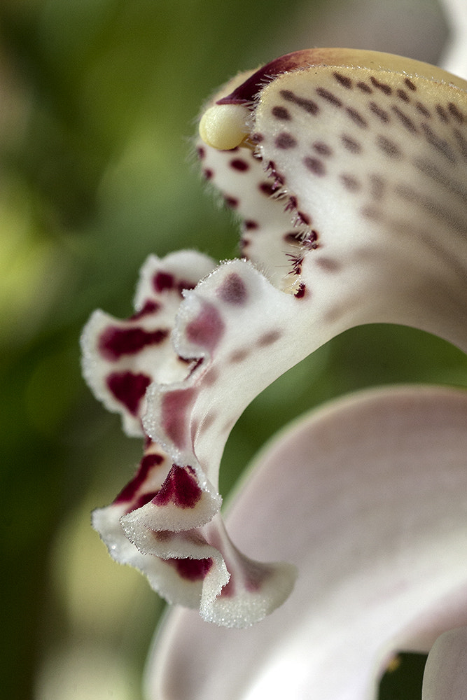 Canon EOS 40D + Tamron SP AF 90mm F2.8 Di Macro sample photo. The andalusian dancer photography