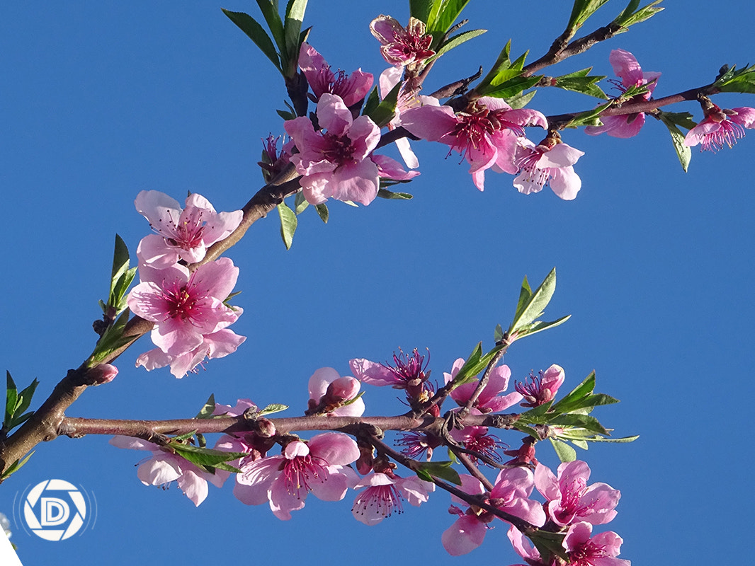 Sony DSC-HX60 + Sony 24-720mm F3.5-6.3 sample photo. Peach flower photography