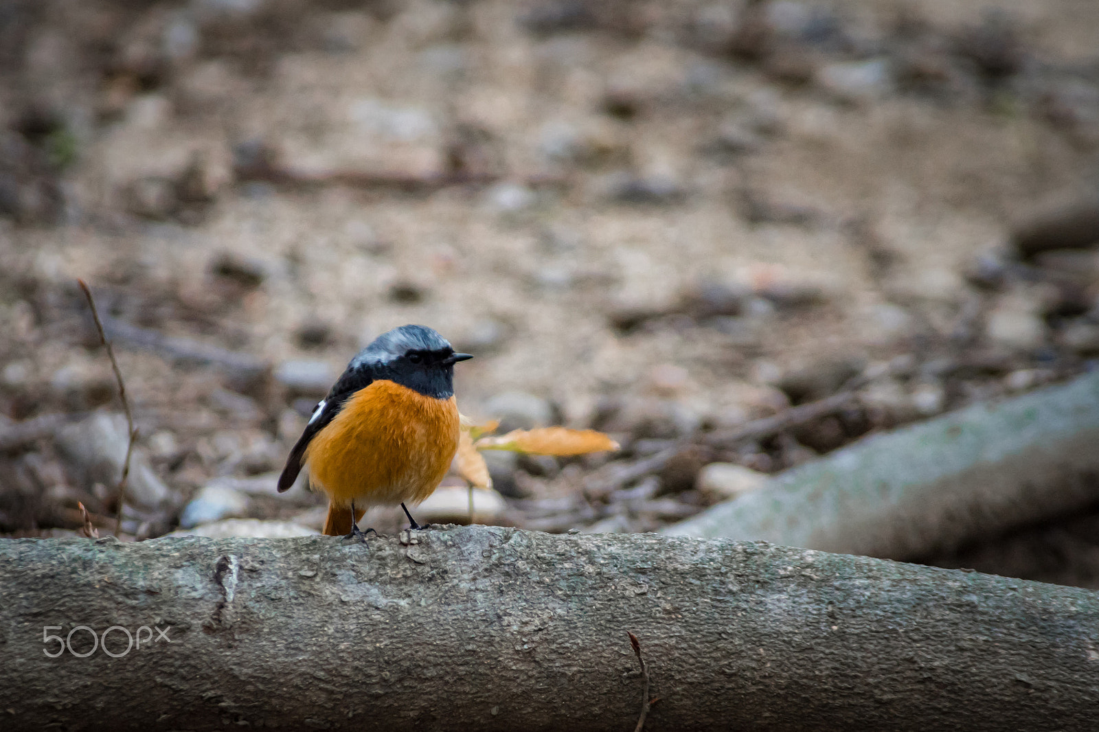 Pentax K-S2 + Sigma sample photo. Daurian redstart photography