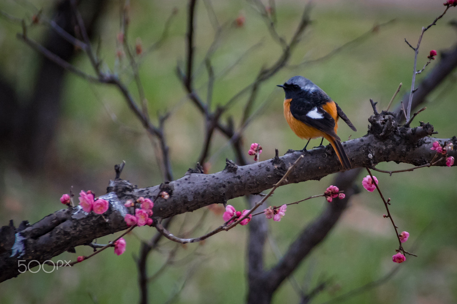 Pentax K-S2 sample photo. Daurian redstart photography