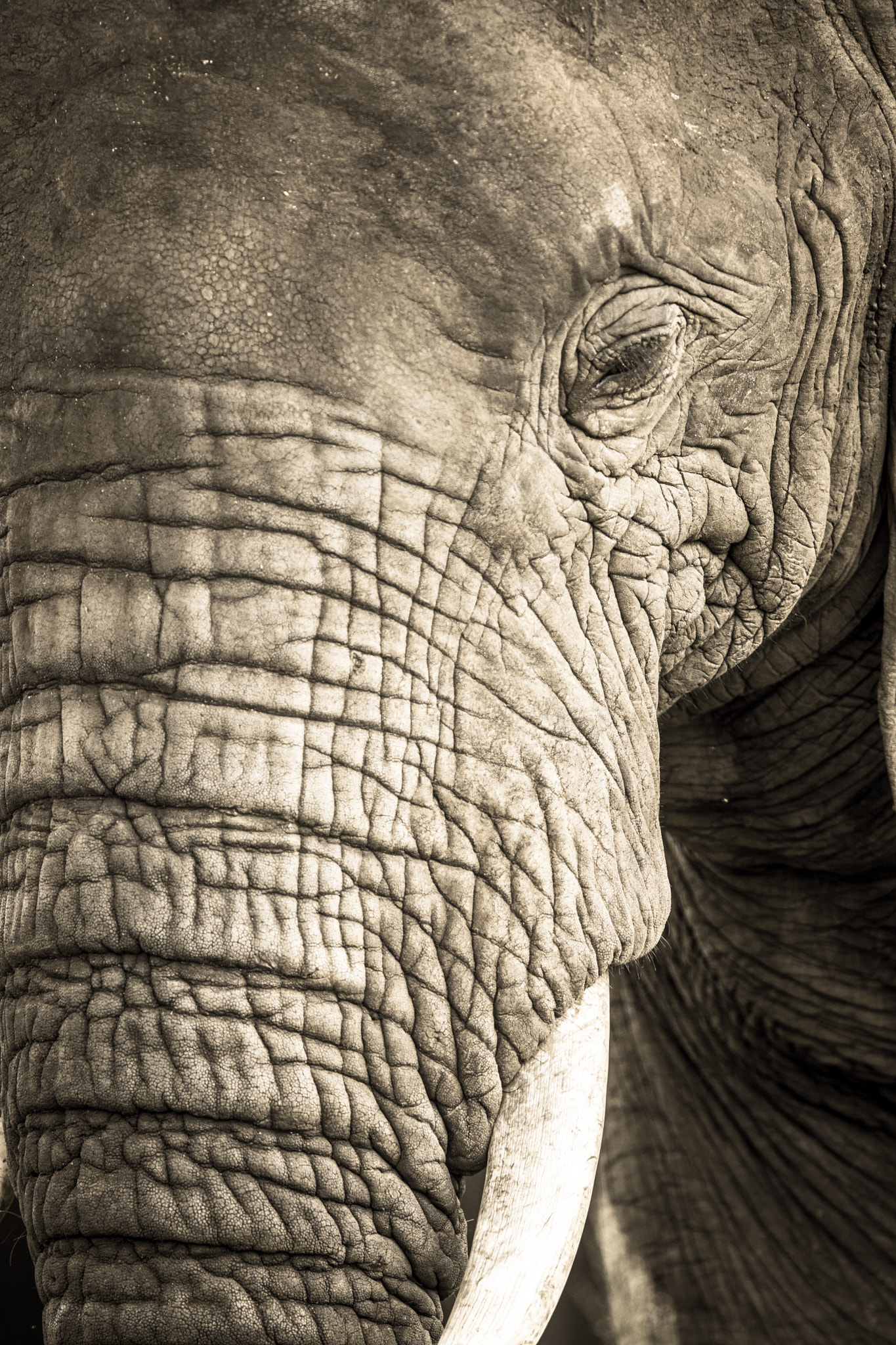 Sony ILCA-77M2 sample photo. African elephant  photography