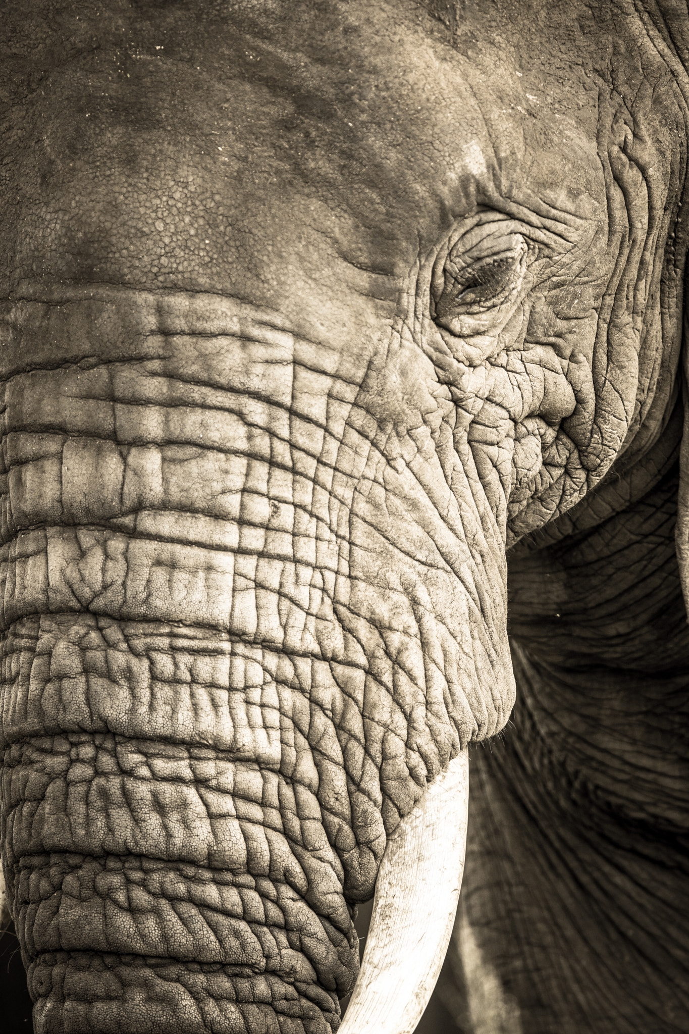 Sony ILCA-77M2 + 300mm F2.8 G sample photo. African elephant  photography