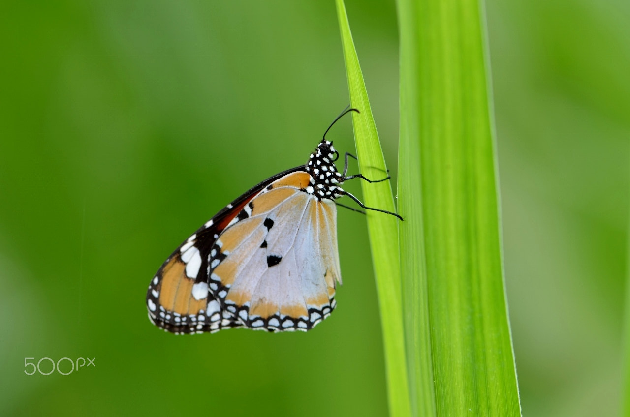 Nikon AF-S Micro-Nikkor 105mm F2.8G IF-ED VR sample photo. Bokeh photography