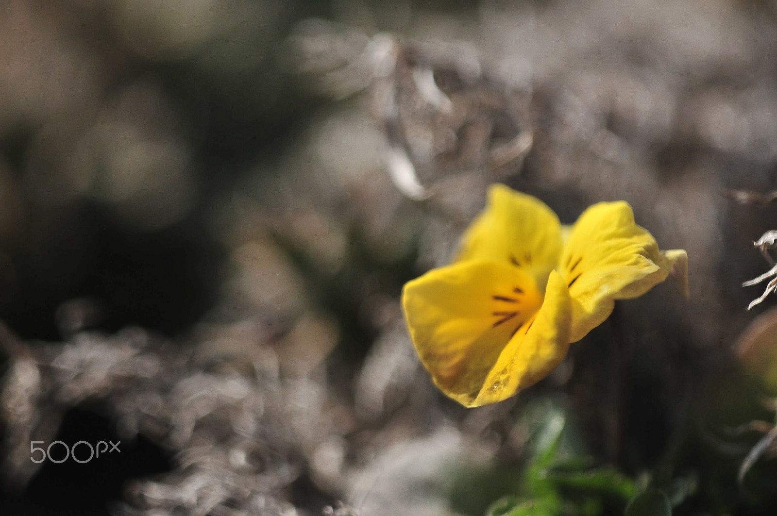 Nikon D300 sample photo. Yellow photography