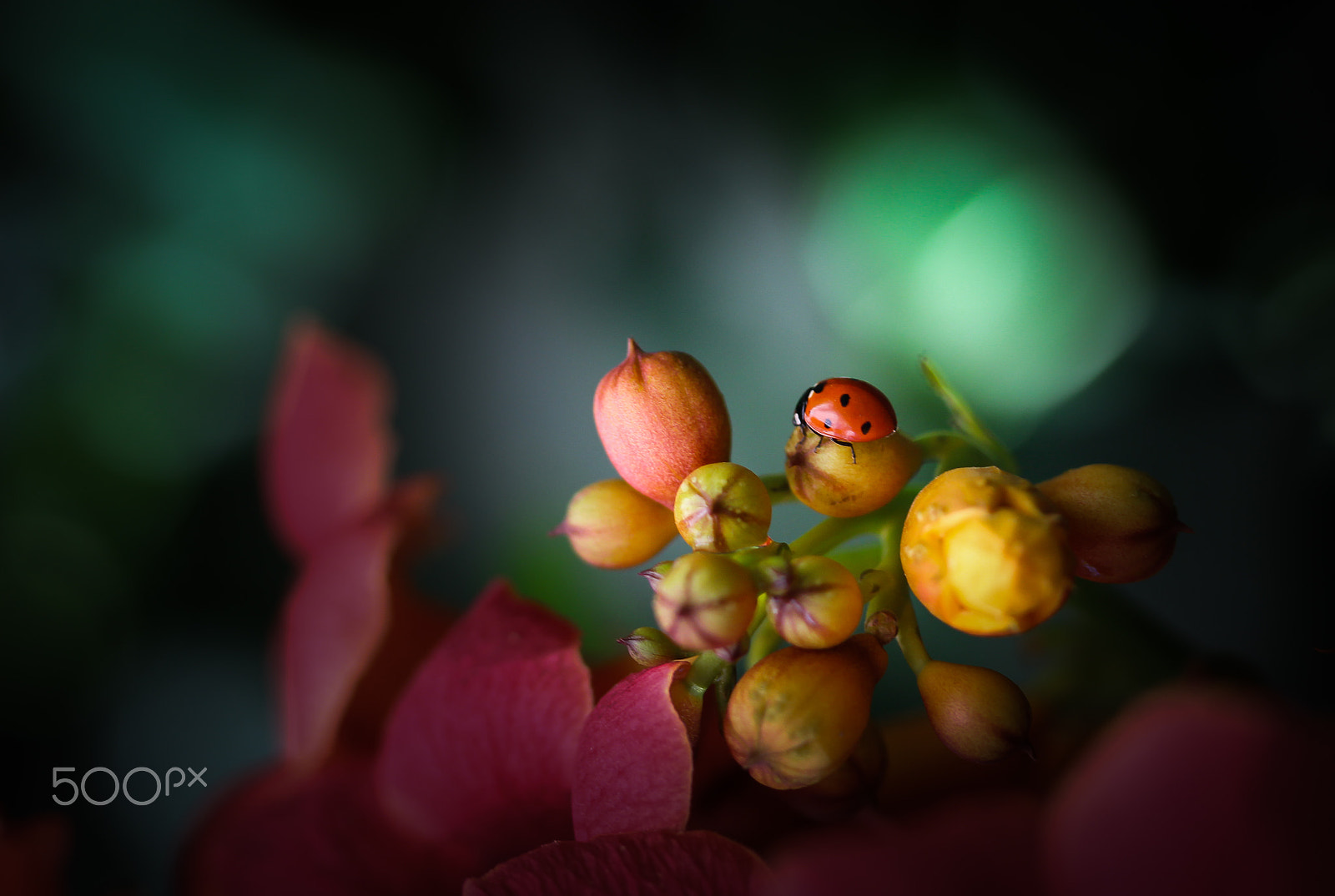Canon EF 100mm F2.8 Macro USM sample photo. Colors... photography