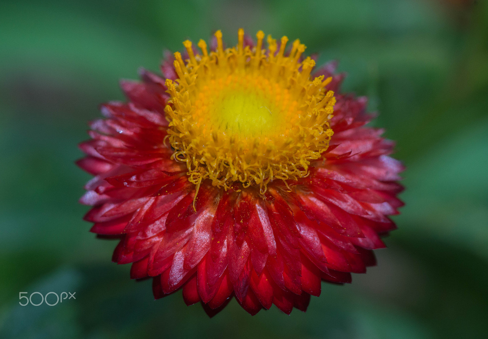 Sony a99 II + Minolta AF 100mm F2.8 Macro [New] sample photo. Flower fountain photography