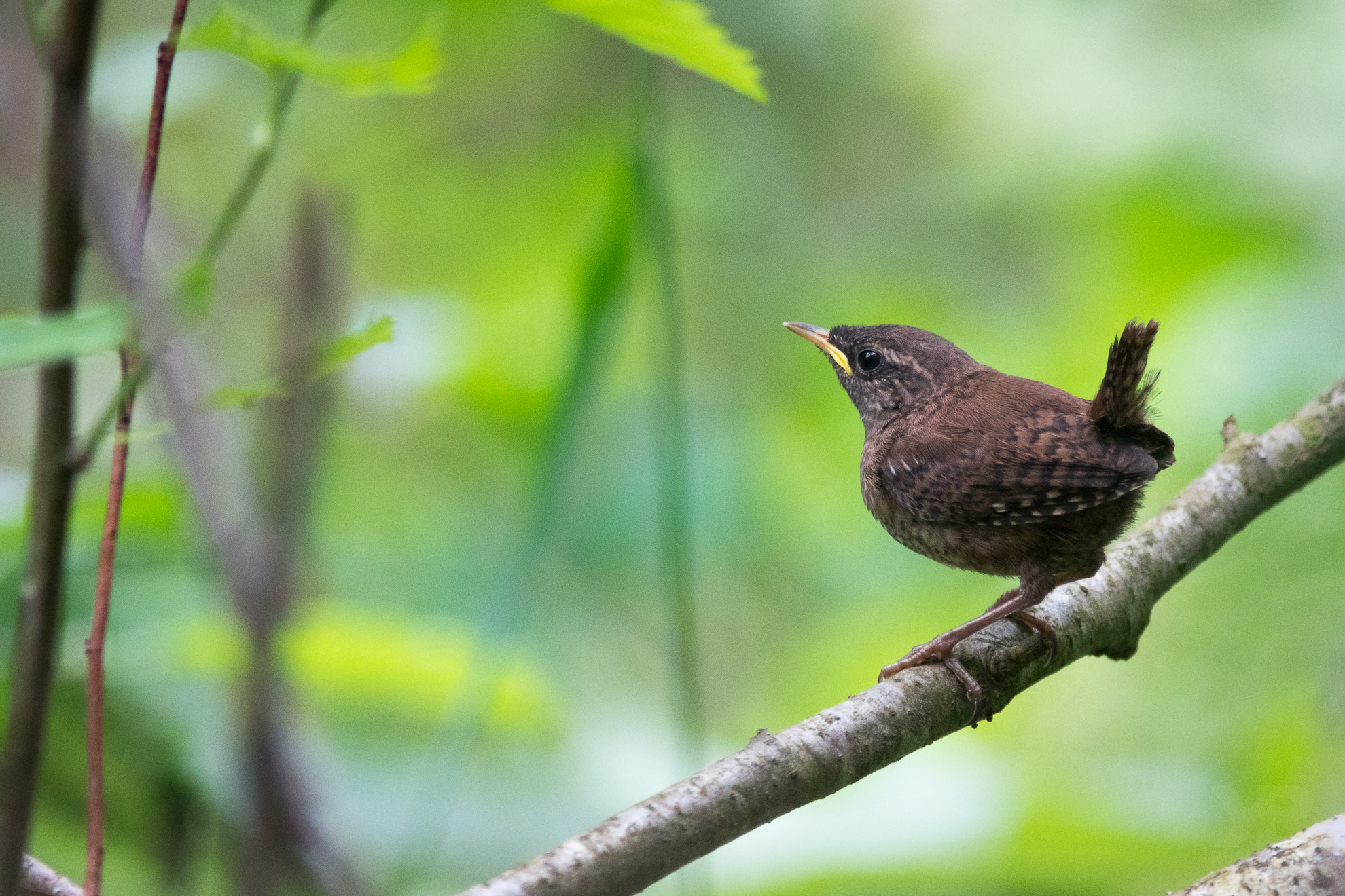 Sony a6300 + Canon EF 300mm F4L IS USM sample photo. Wren photography