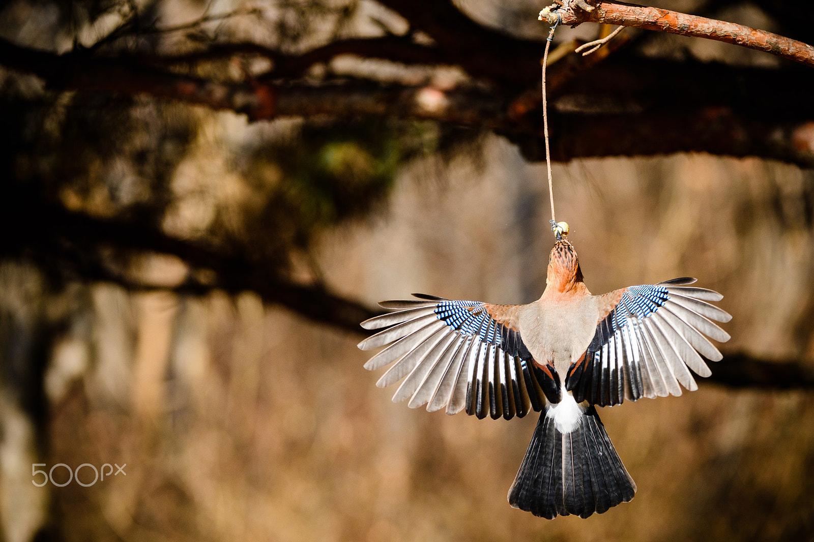 Nikon D5 + Nikon AF-S Nikkor 200-400mm F4G ED VR II sample photo. Euracian jay spread his wings wide open photography