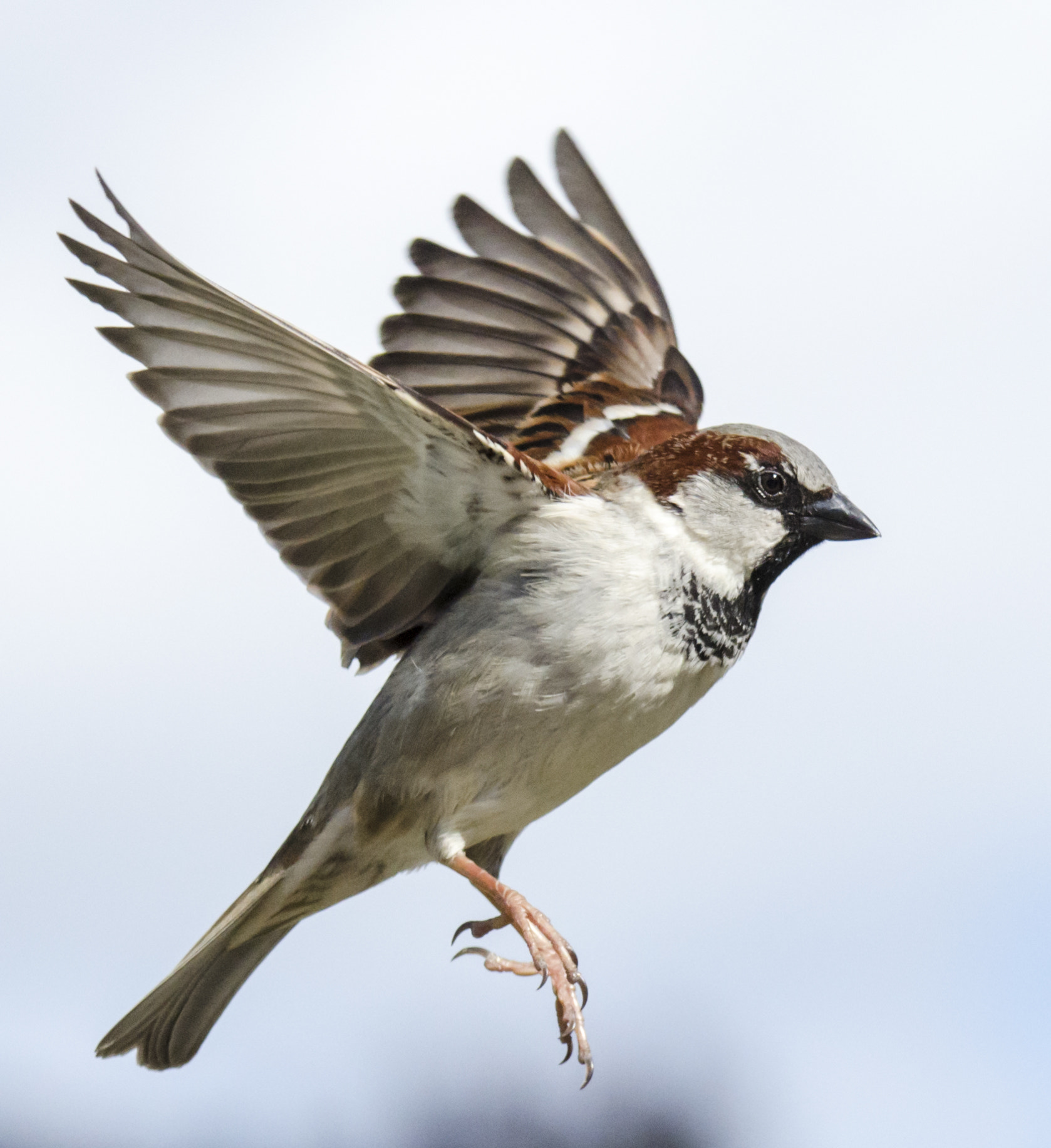 Nikon D7000 + Sigma 120-400mm F4.5-5.6 DG OS HSM sample photo. Oiseau en vol photography