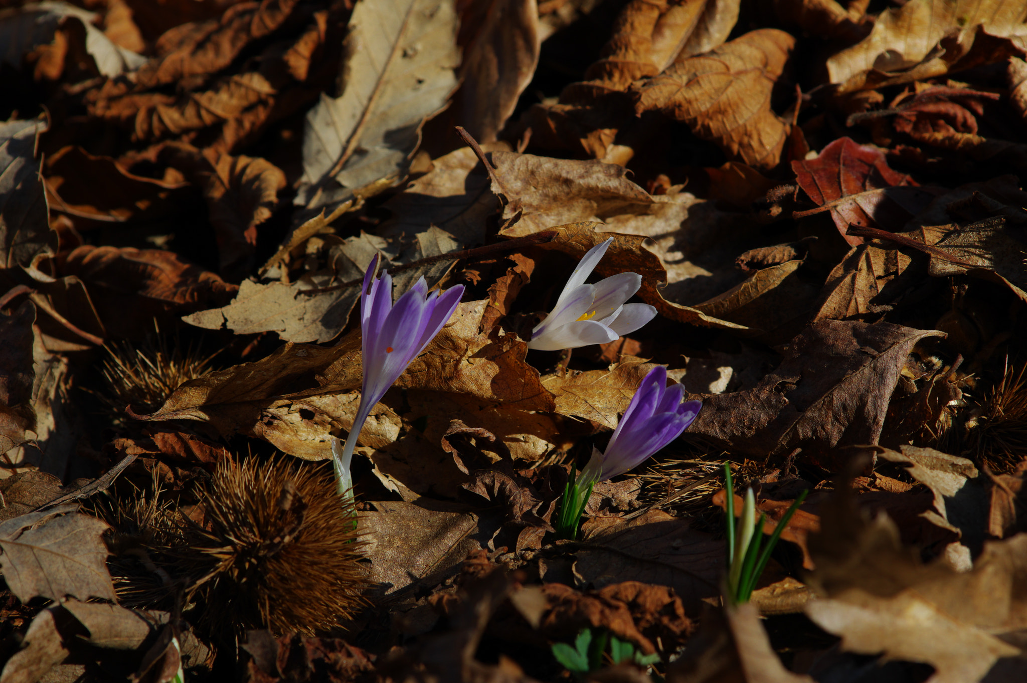 Pentax smc DA* 60-250mm F4.0 ED (IF) SDM sample photo